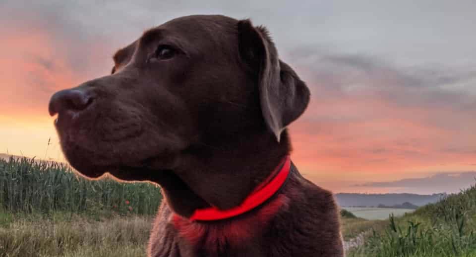 "Leuchthalsband Hund" - darum ist es so wichtig