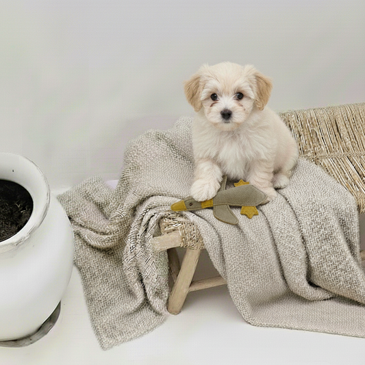 BUDDY. Giocattolo per cani in pelle "Piccola Anatra"