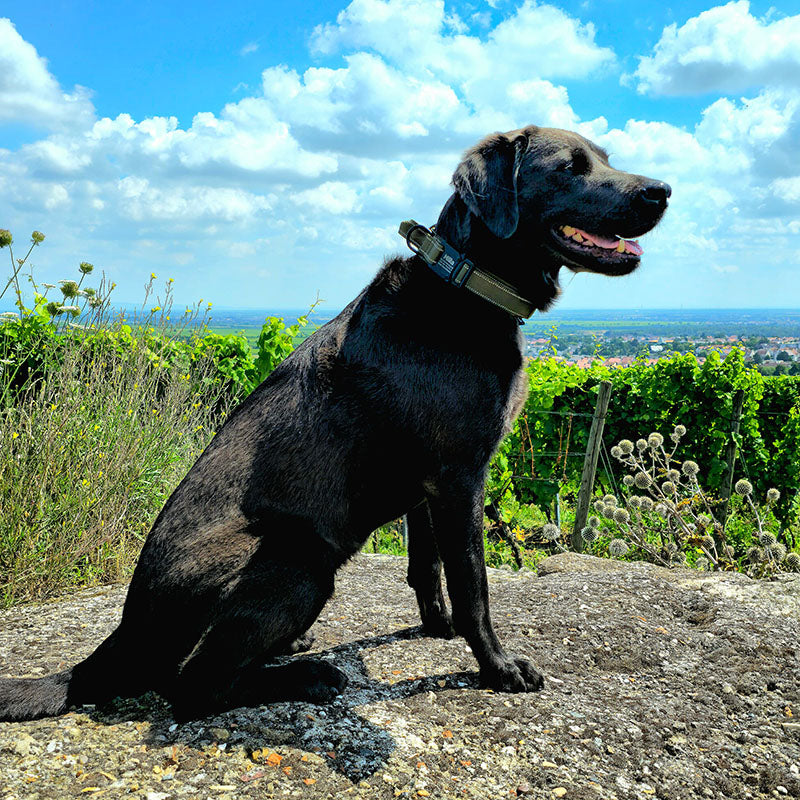 Collare tattico per cani con nome e impugnatura, incisione gratuita sulla fibbia