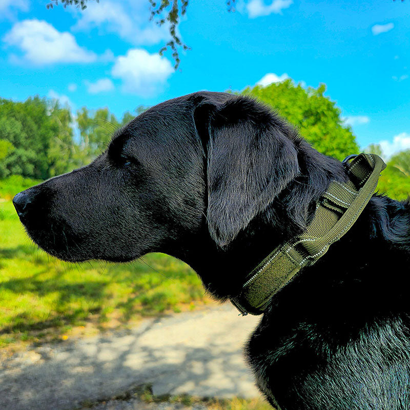 Collare tattico per cani con nome e impugnatura, incisione gratuita sulla fibbia