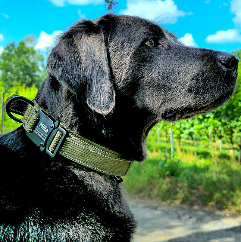 Collare tattico per cani con nome e impugnatura, incisione gratuita sulla fibbia