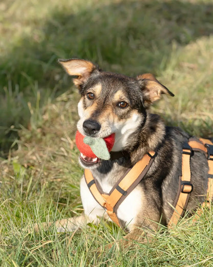 BUDDY. Giocattolo per cani in feltro di lana "Mela" 