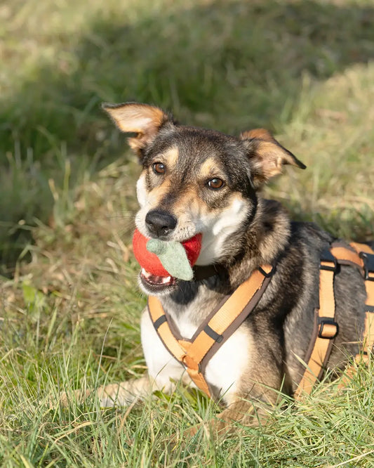BUDDY. Giocattolo per cani in feltro di lana "Mela" 