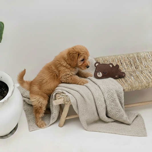 BUDDY. Giocattolo per cani in pelle "Piccolo Orso" 