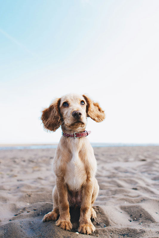 Hundehalsband mit Namen